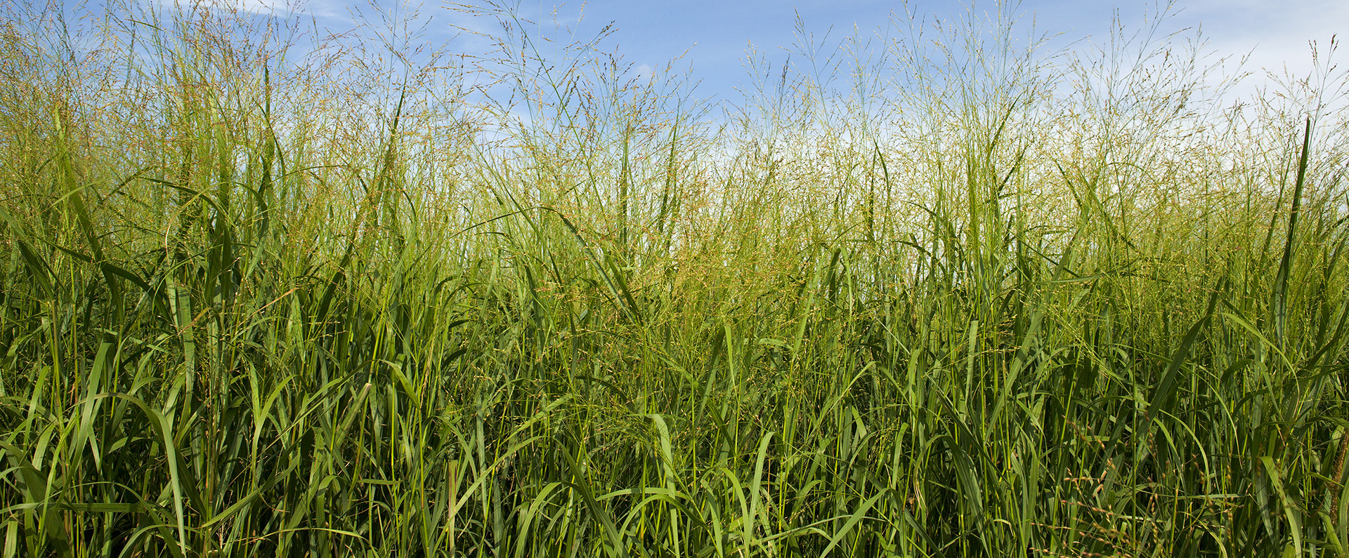 Switchgrass growing in eastern Nebraska. 